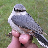 Tits - Nuthatch